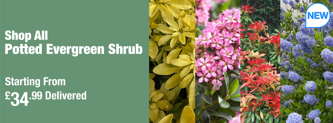 Evergreen Shrubs