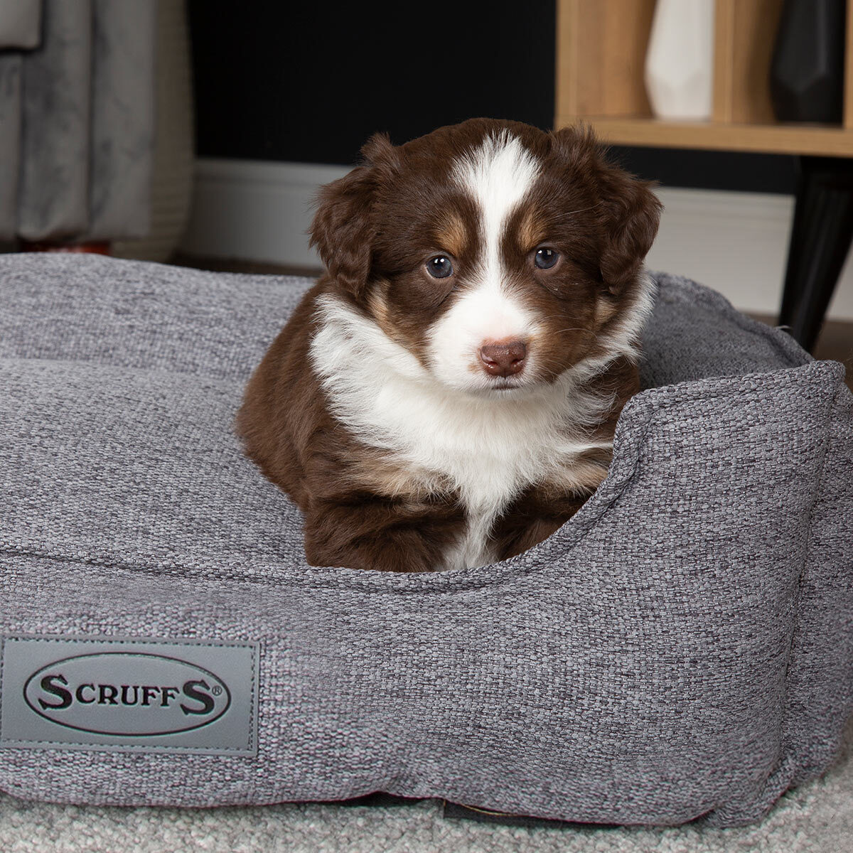 Close up image of dog sitting on pet bed in living room setting