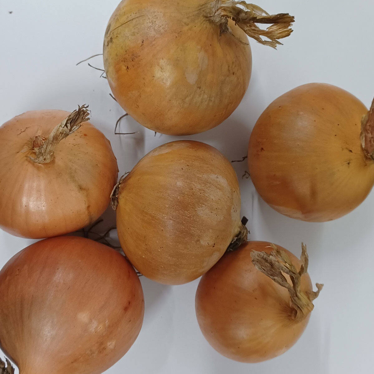 Image of 6 Individual Small Onions