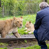 Virgin Experience Days Longleat Lion VIP Encounter with Park Admission For Two