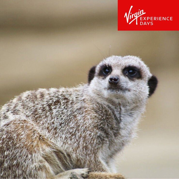 Buy Virgin Experience Meet & Feed The Meerkats Image3 at Costco.co.uk Buy Virgin Experience Meet & Feed The Meerkats Image3 at Costco.co.uk