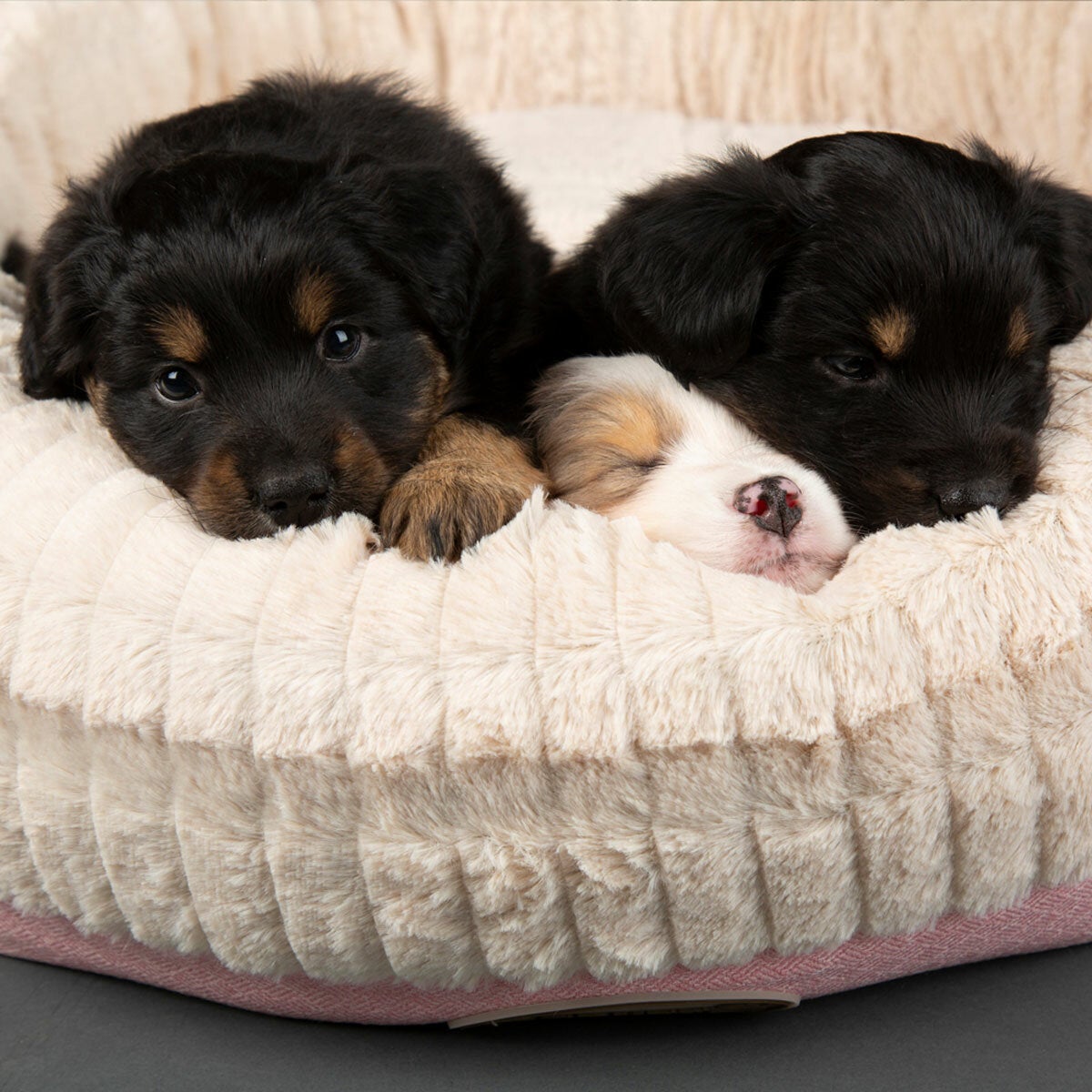 Scruffs Ellen Donut Medium Pet Bed, 55cm - Pink