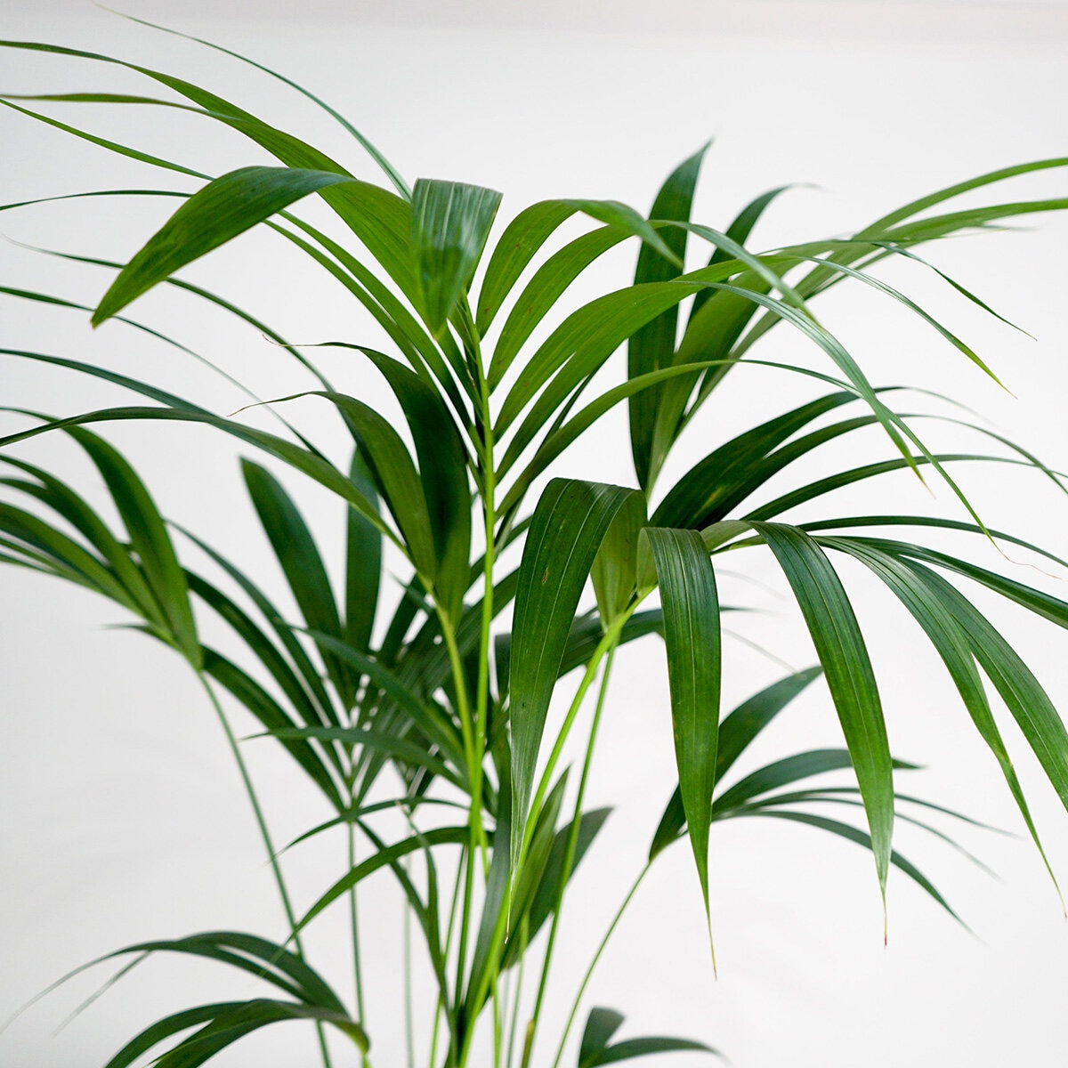 Kentia Palm Kentia Palm