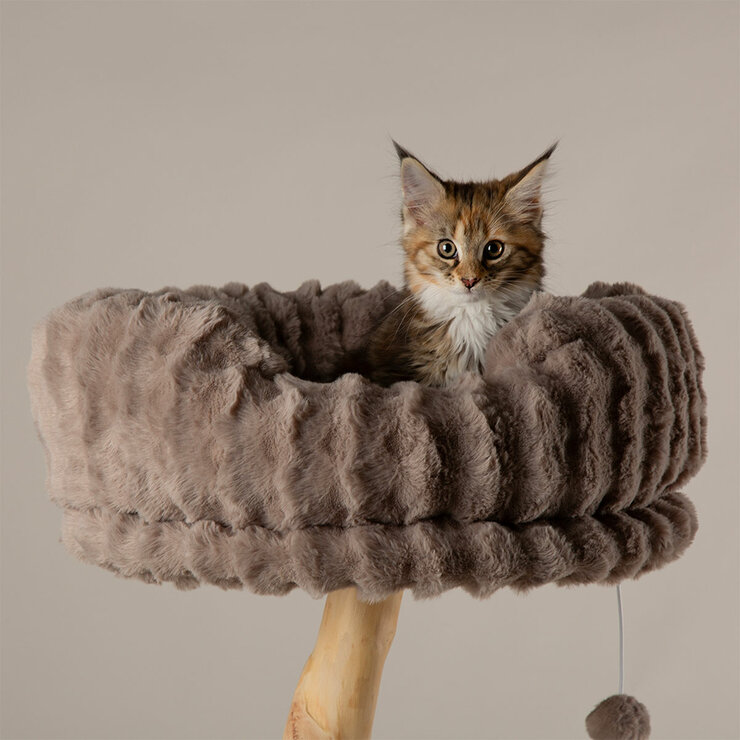 Cat Perching Cat Perching