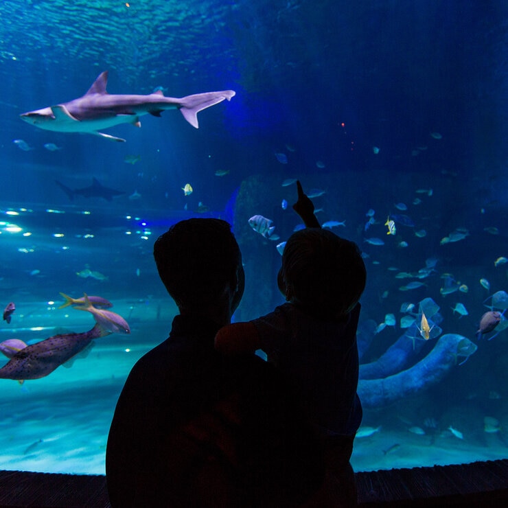 Go City Orlando Explorer Pass - SEA LIFE Aquarium Orlando