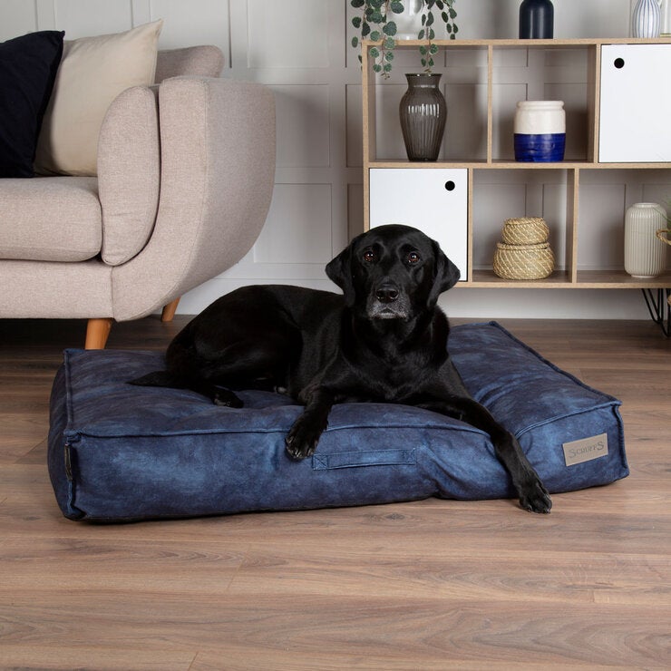 Dog sitting on Blue dog mattress Dog sitting on Blue dog mattress