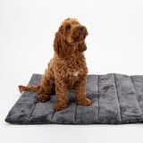 Dog on Bed