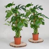1x 4ltr pot