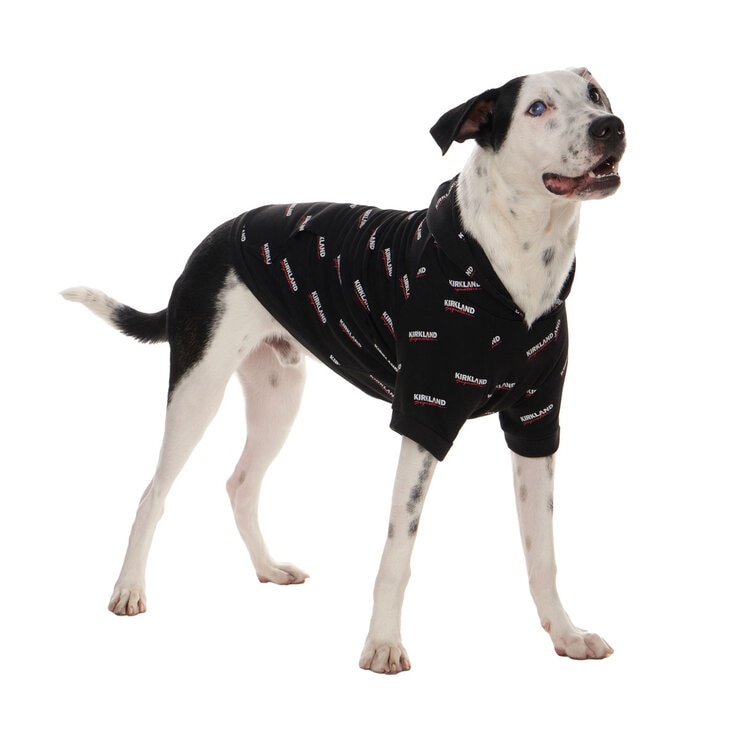 White Dog with Black Hoodie