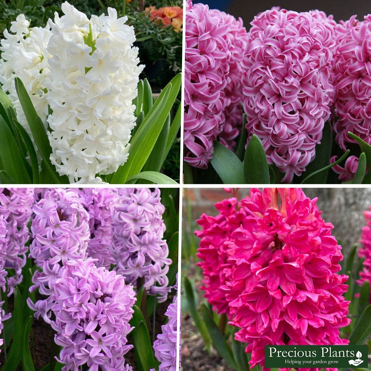 Hyacinth Mixed White, Red and Pink, 50 Bulbs Costco UK