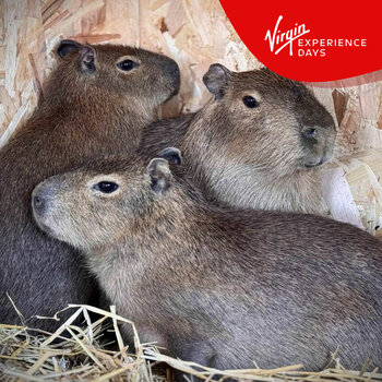 Virgin Experience Days Millets Wildside Capybara Encounter For Two
