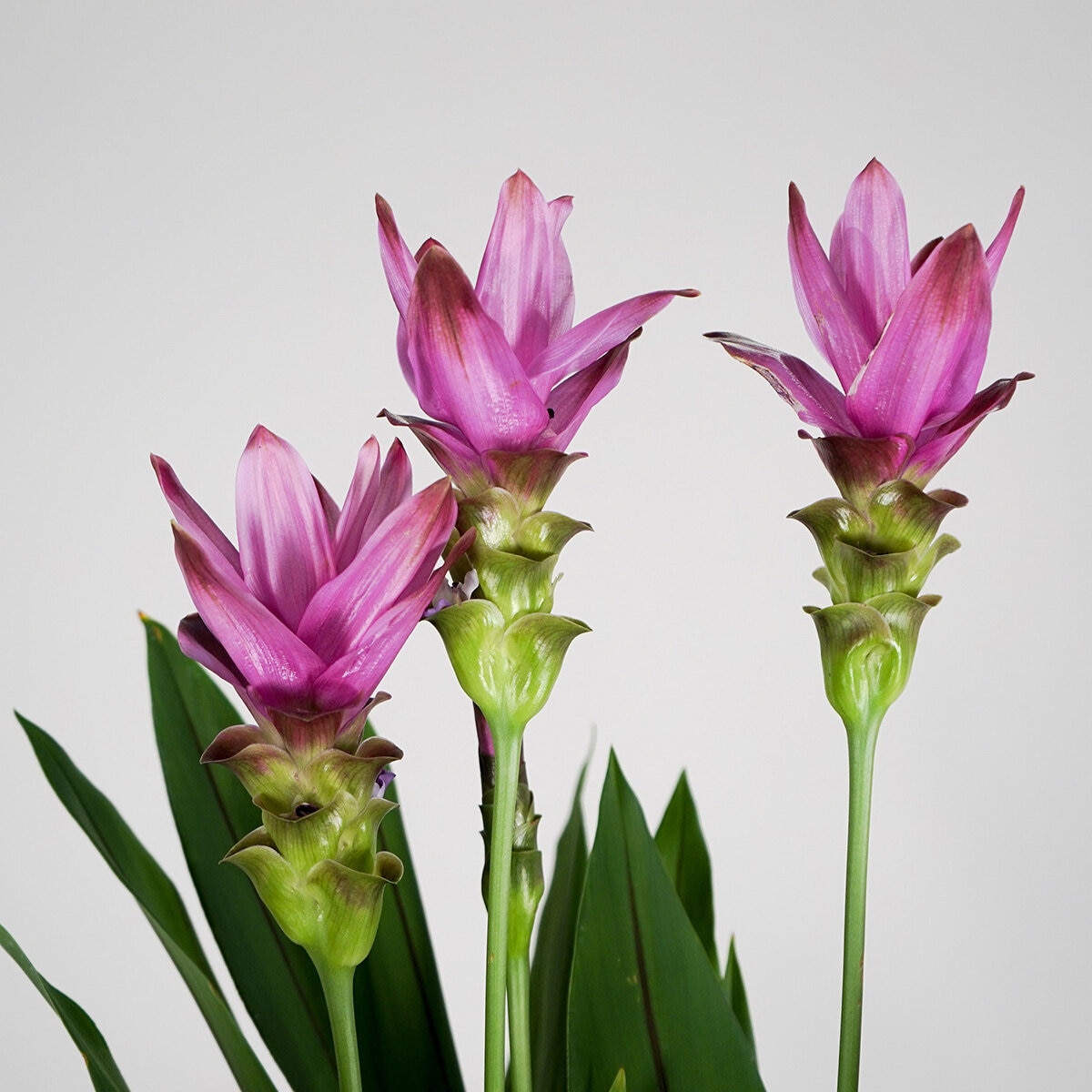 Curcuma