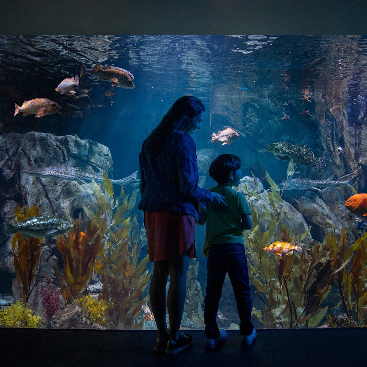 Go City Los Angeles All-Inclusive Pass Plus - Aquarium of the Pacific