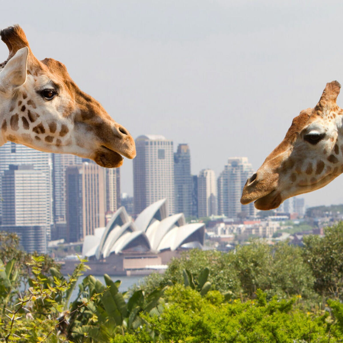 Go City Sydney Explorer Pass - Taronga Zoo