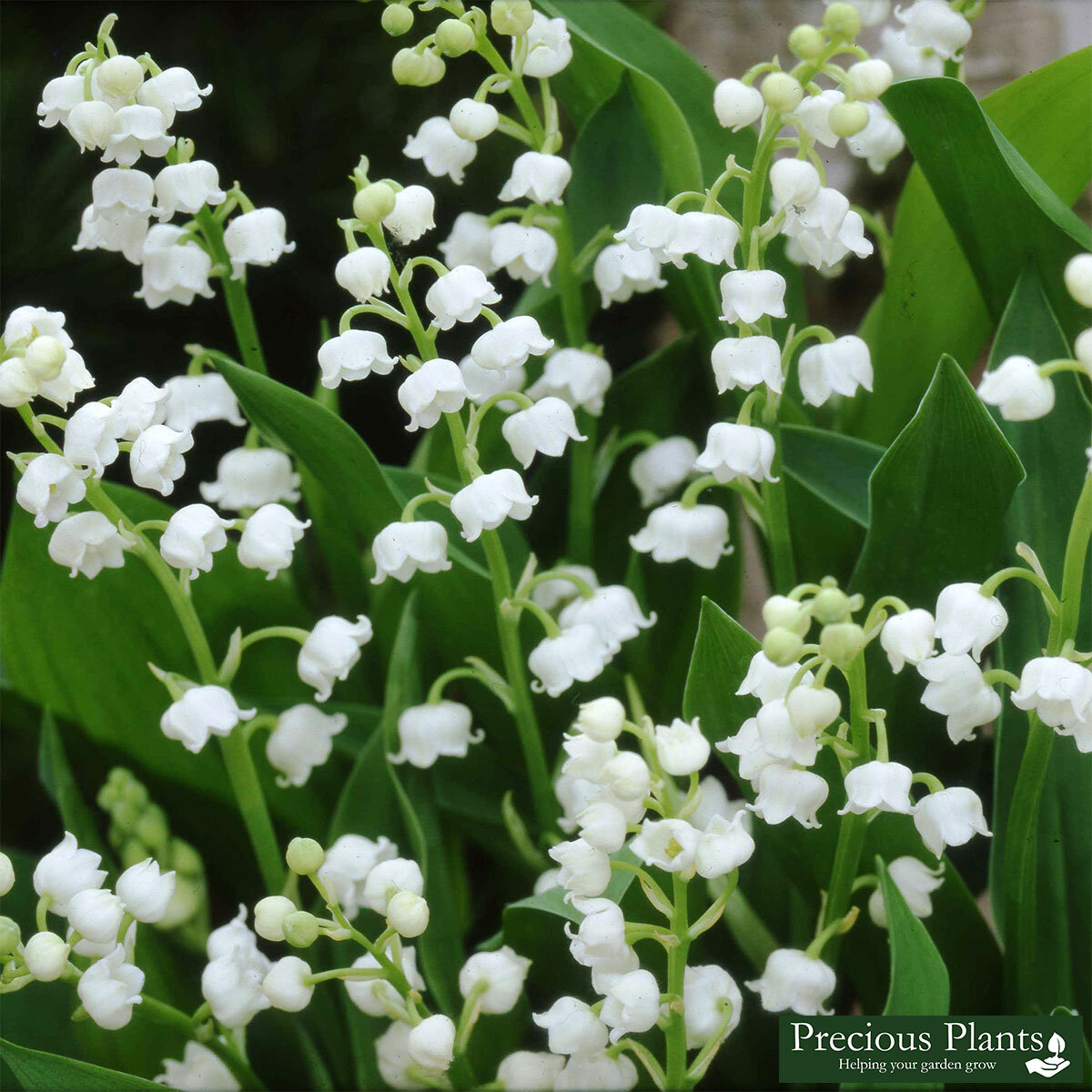 Lily of the Valley, 100 BareRoot Rhizomes Costco UK
