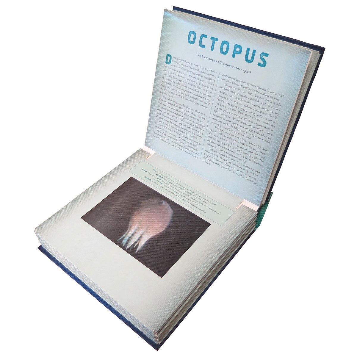 Octopus