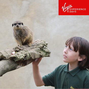 Virgin Experience Days Meet & Feed The Meerkats for One Person at the Millets Farm Falconry Centre (8 Years +)