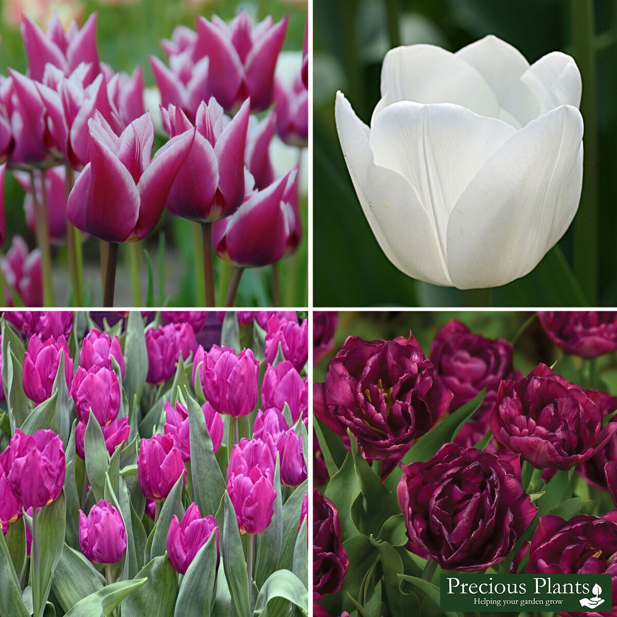 Tulip Purple Rain Fusion, 50 Bulbs Costco UK