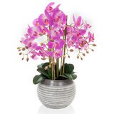 White background image of Orchid