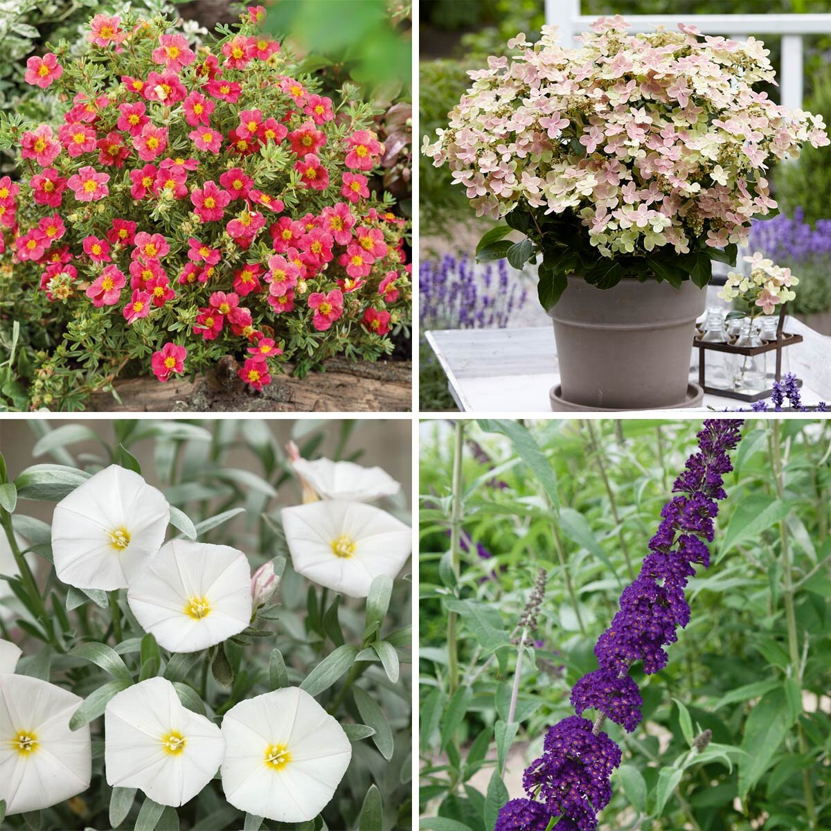 Winter Shrubs