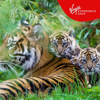 Virgin Experience Days Visit to Chester Zoo