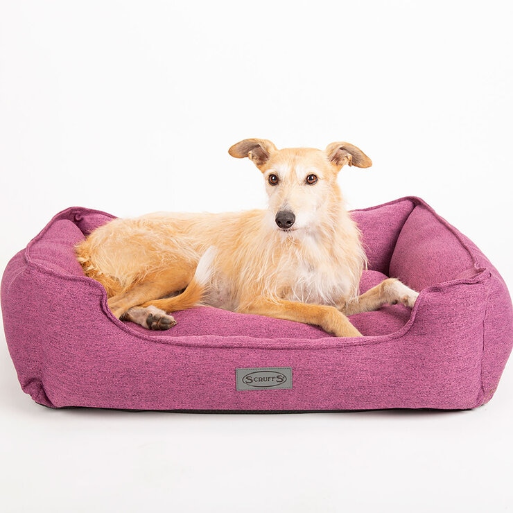 Beige Dog in Pet Bed