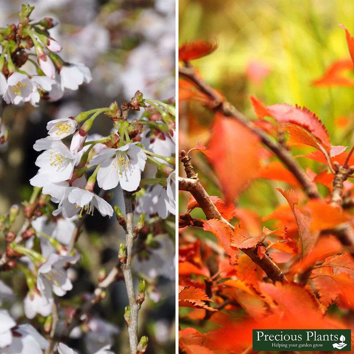 Ornamental Cherry Prunus KojonoMai, 3 Pots Costco UK