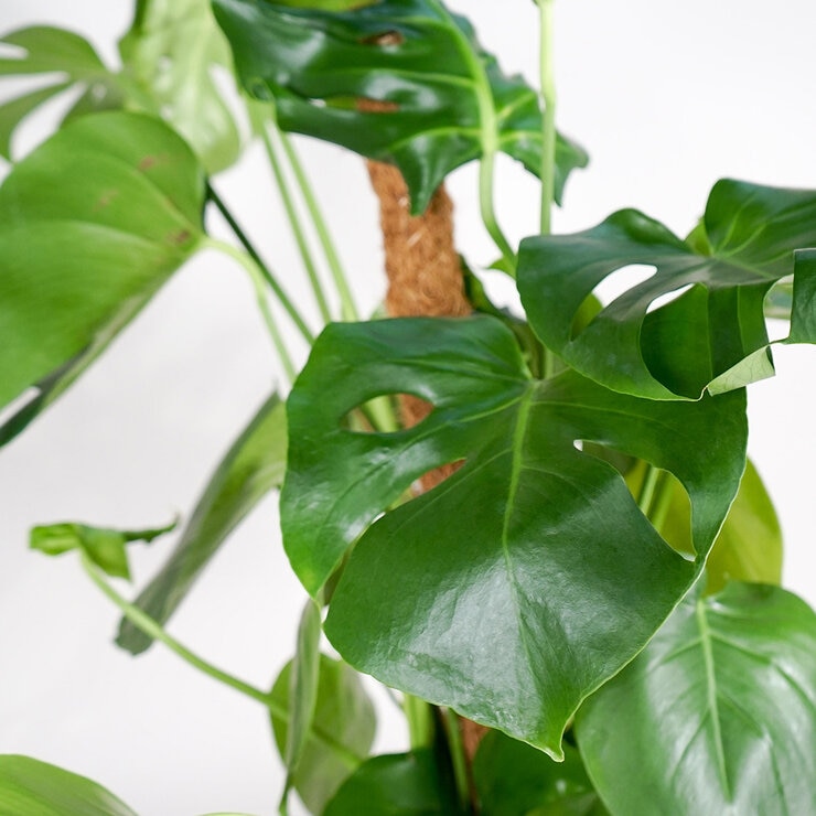 Video of WFC XL Charcuterie Serving Board