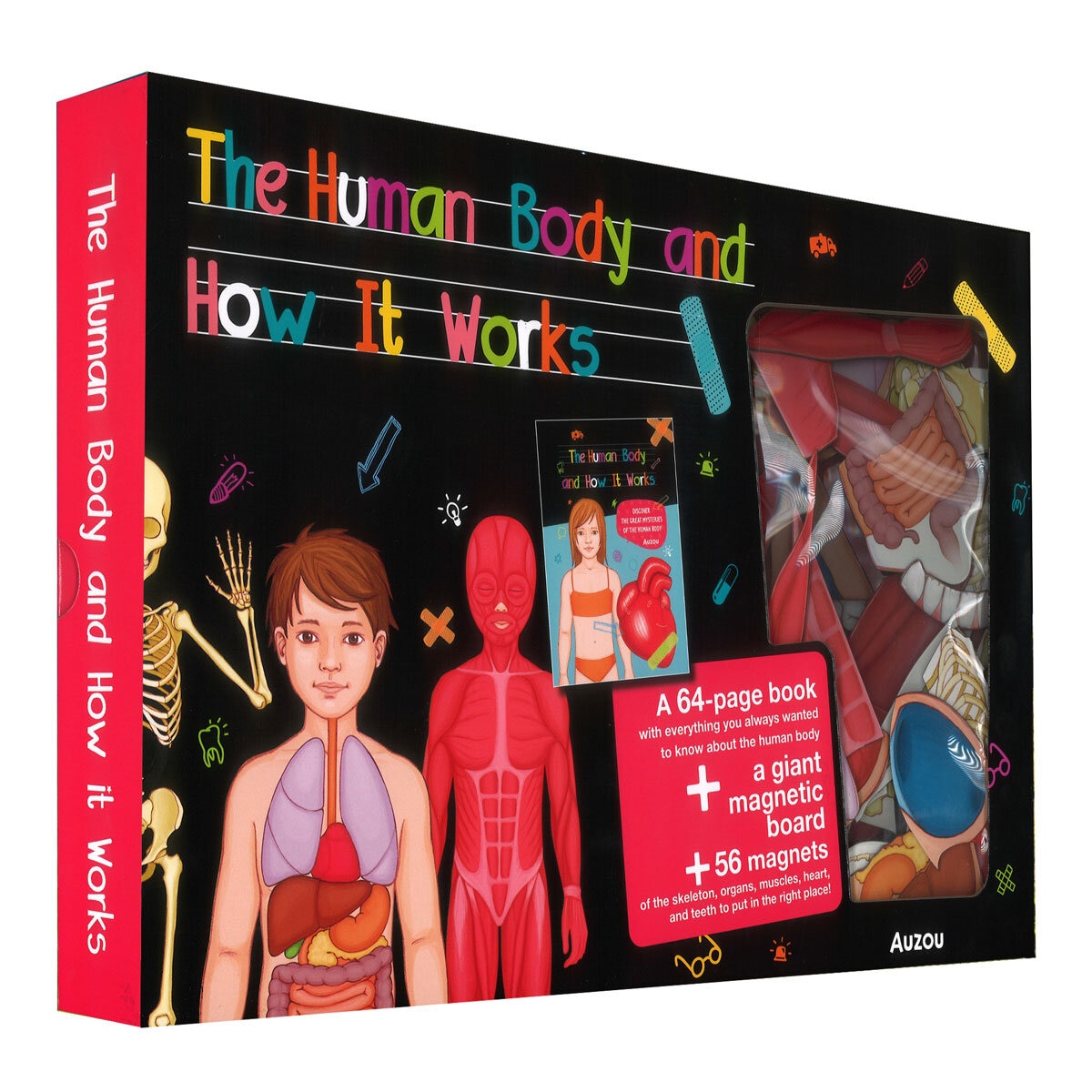 Human Body