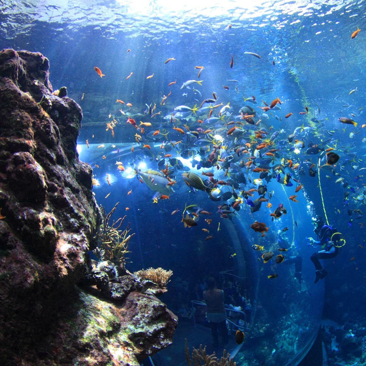 Go City San Francisco Explorer Pass - California Academy of Sciences