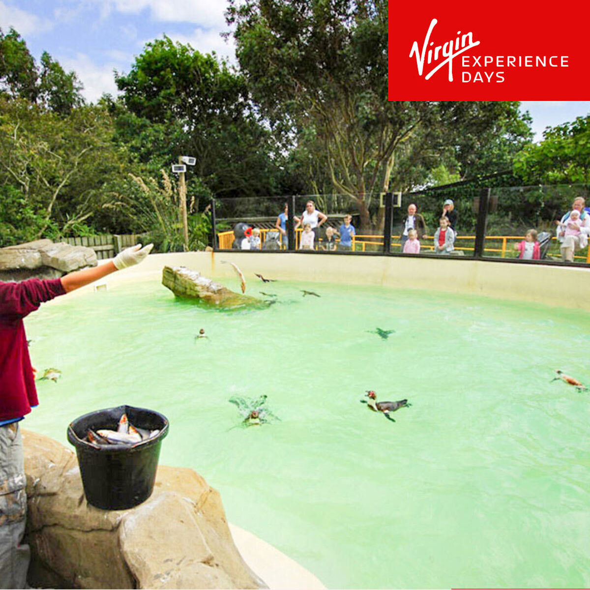 Buy Virgin Experience Penguin Feeding Experience Image1 at Costco.co.uk