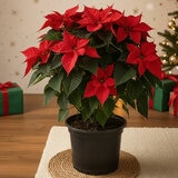 Poinsettia Poinsettia