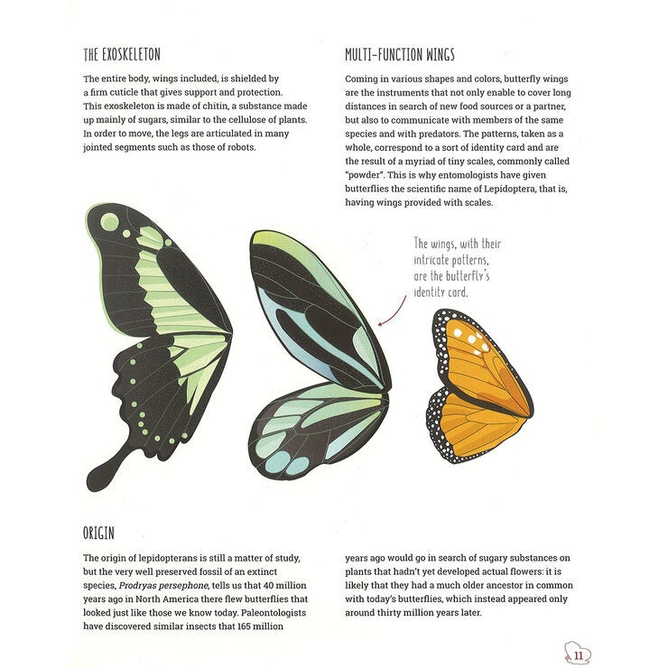 page spread butterfly page spread butterfly