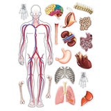 Image of different animal parts