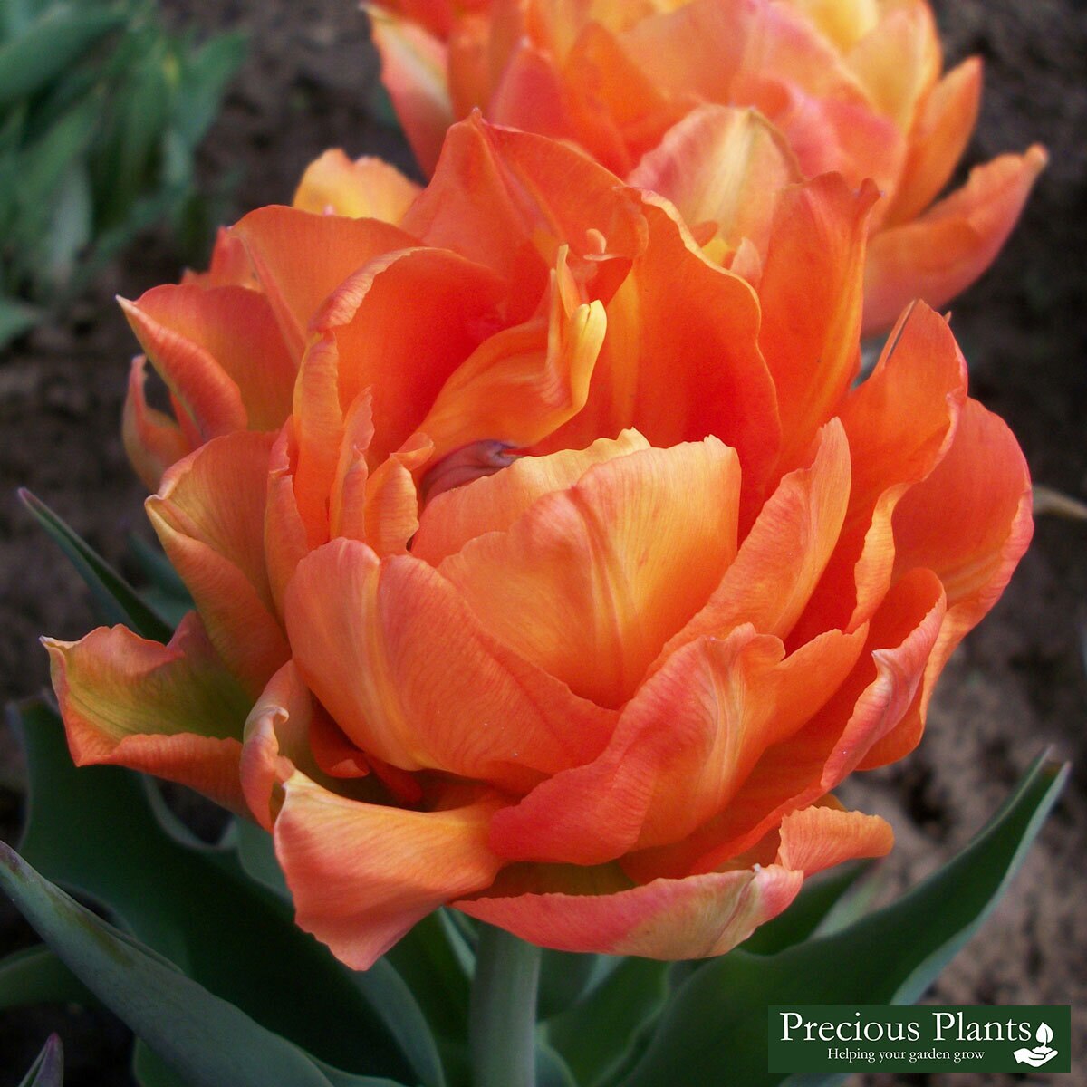 Double Scented Tulip Orca, 50 Bulbs Costco UK