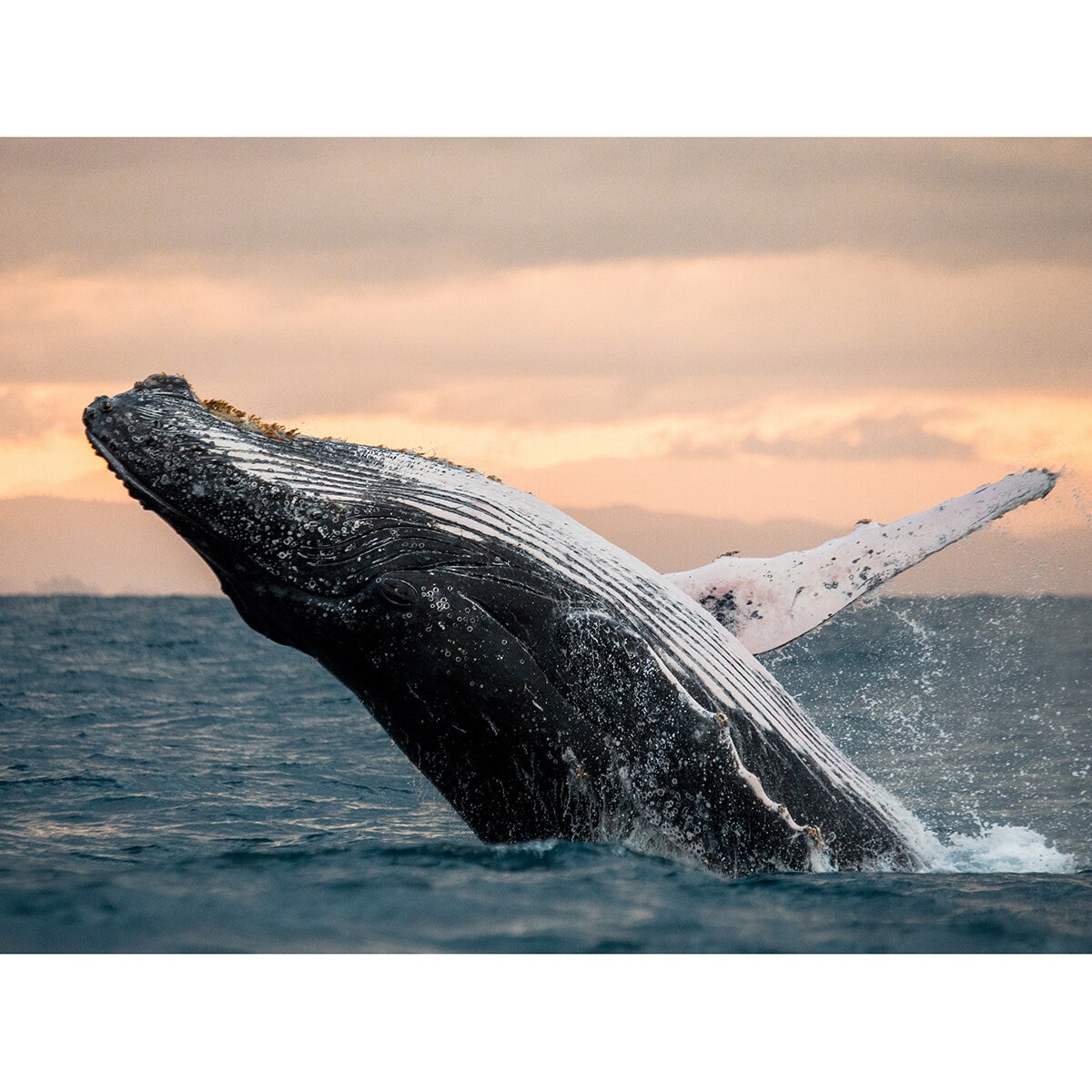 Go City San Diego All-Inclusive Pass - Whale Watching by City Cruises