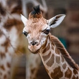 Virgin Experience Days Visit to Chester Zoo
