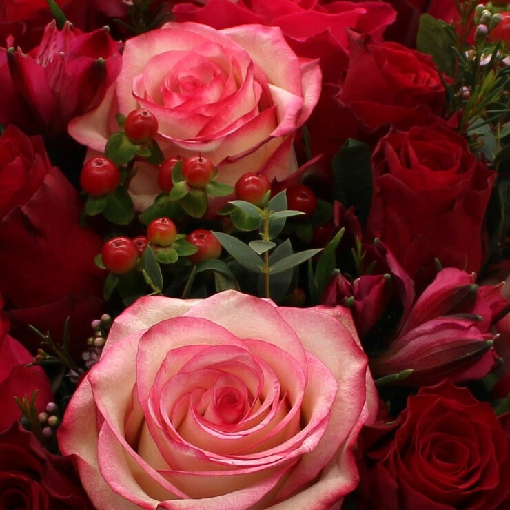 Valentine's 36 Stem Red Rose Bouquet with Greeting Card