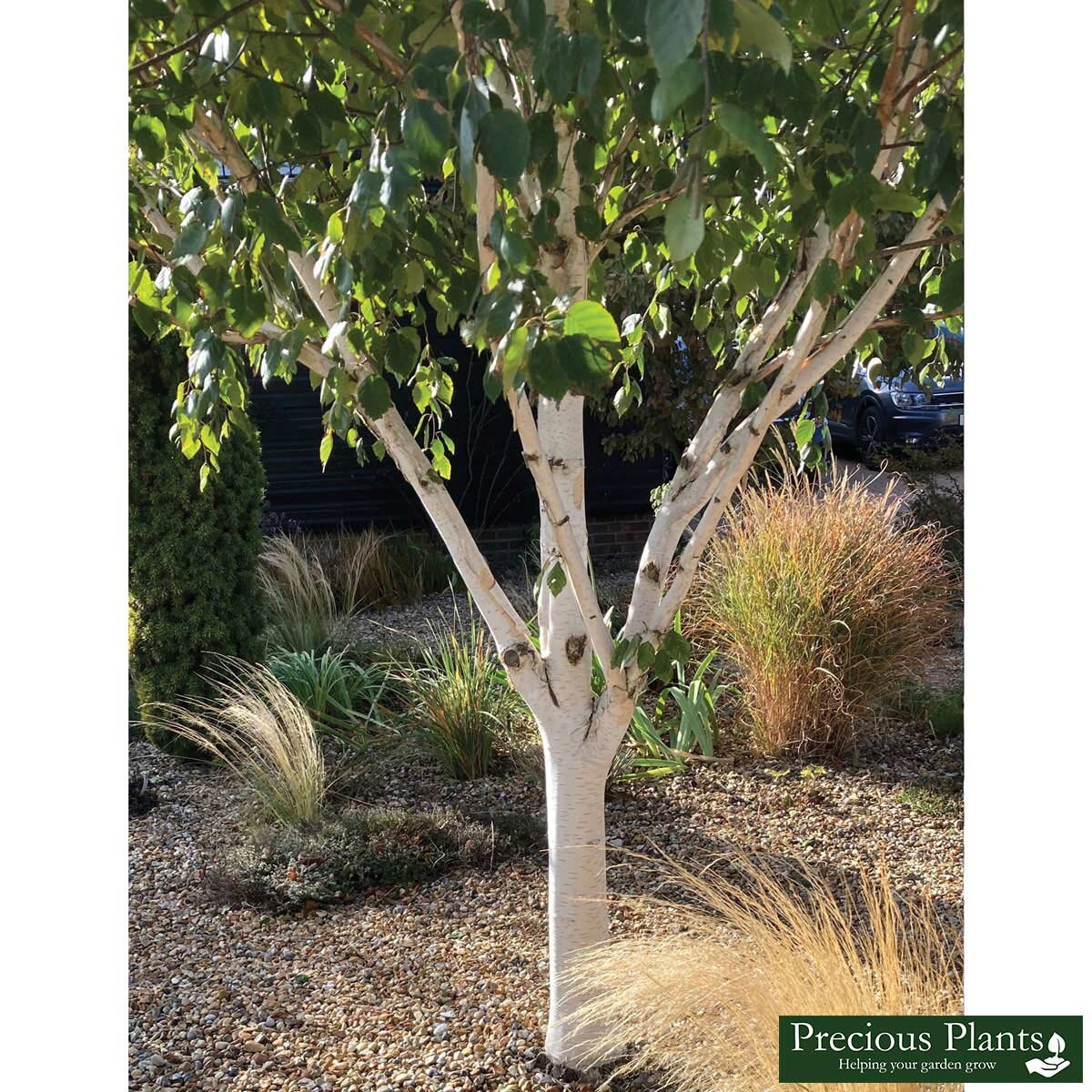 Silver Birch Tree, 3 Pots Costco UK