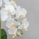 Artificial Orchid in Ceramic Pot in White