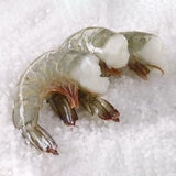 SPI Raw Large Head Off Shell On King Prawns, 908g
