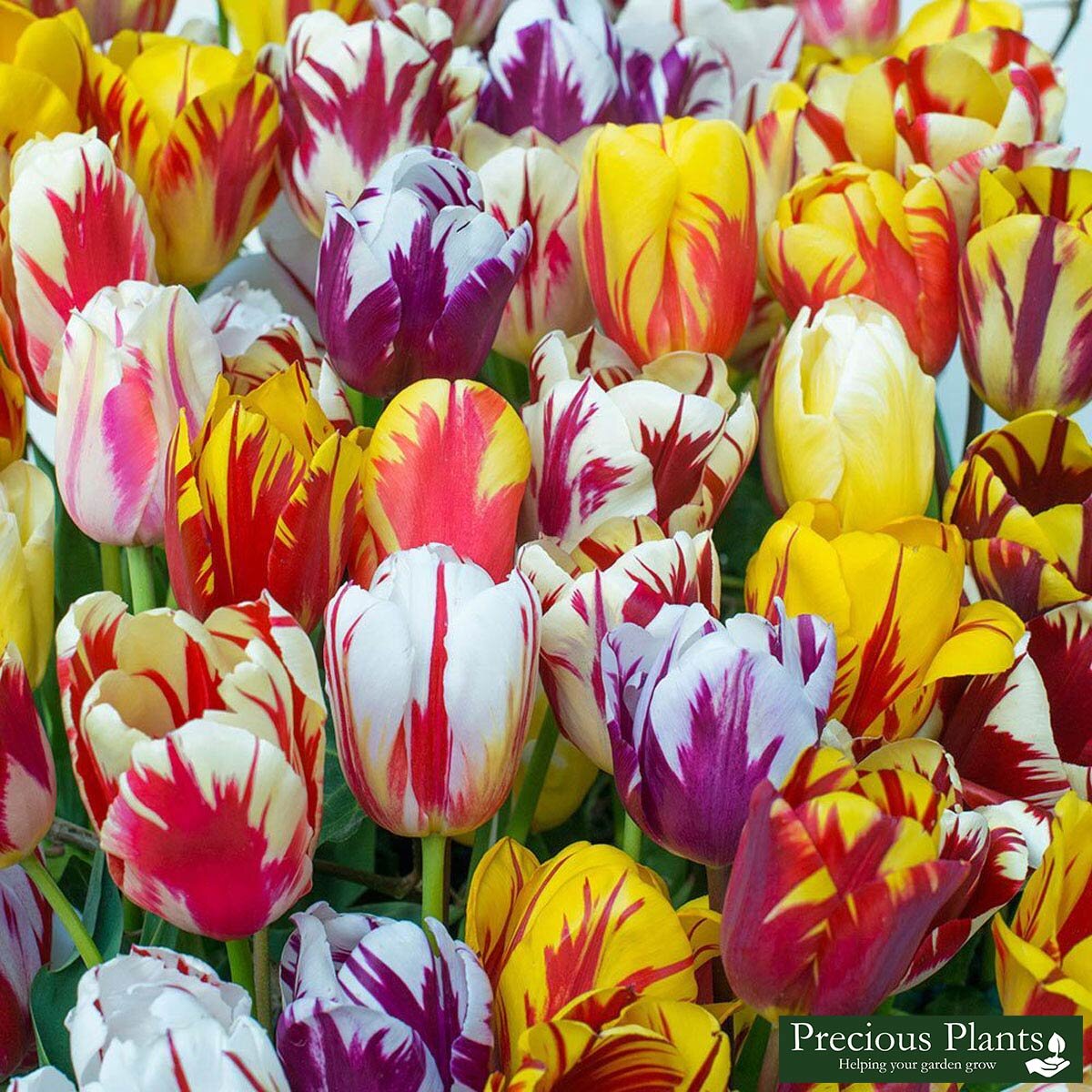 Tulip Rembrandt Fusion, 50 Bulbs Costco UK
