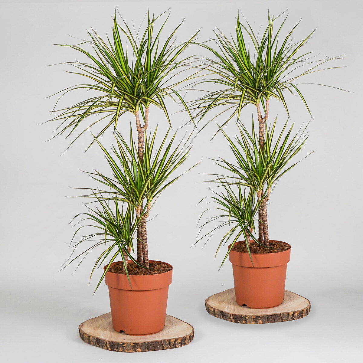 1x 4ltr pot