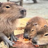 Virgin Experience Days Millets Wildside Capybara Encounter For Two Virgin Experience Days Millets Wildside Capybara Encounter For Two