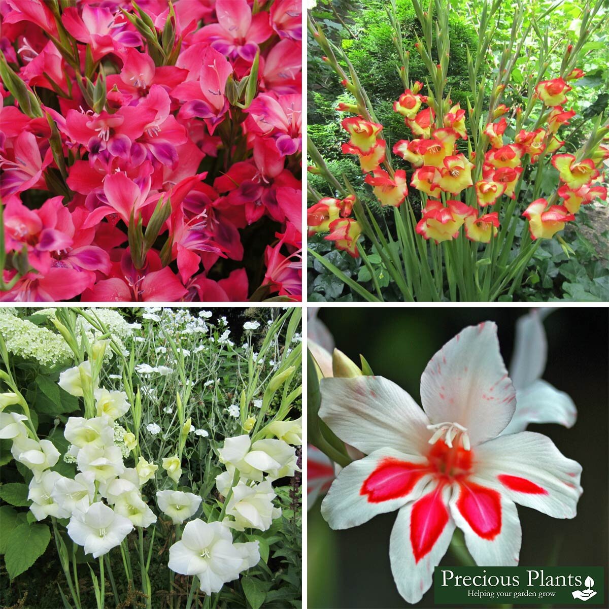 Hardy Gladioli Collection, 100 Bulbs Costco UK