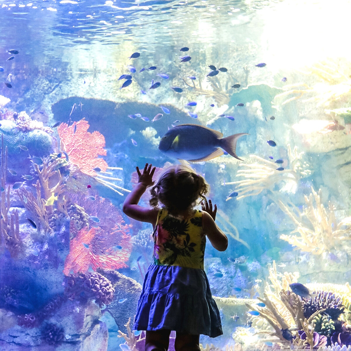 Go City San Diego All-Inclusive Pass - Birch AquarIum