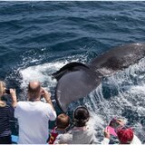 Go City San Diego 3 day All-Inclusive Pass, Child