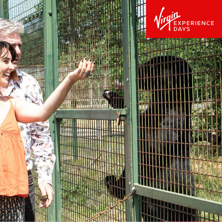 Buy Virgin Experience Big Cat Encounter Image1 at Costco.co.uk Buy Virgin Experience Big Cat Encounter Image1 at Costco.co.uk