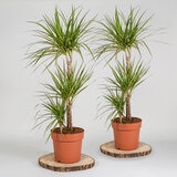1x 4ltr pot