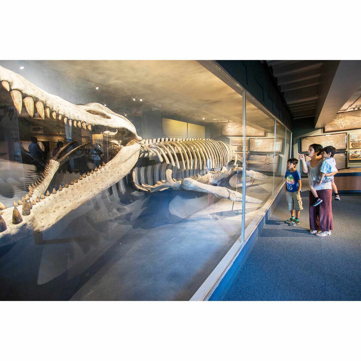 Harvard Museum of Natural History